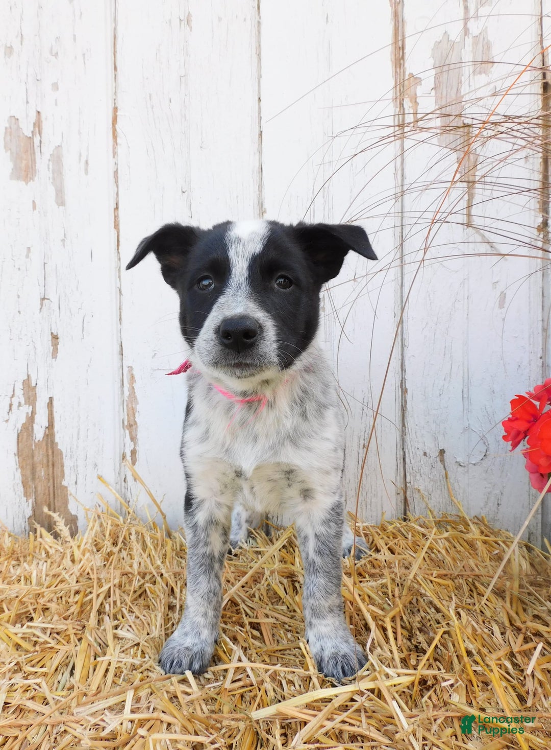 Australian Cattle Dog dogs for sale: Freckles - Image 1
