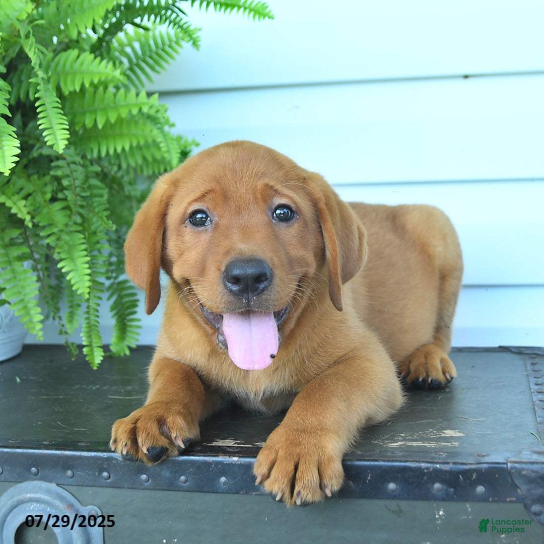 Labrador Retriever dogs for sale: Yeller - Image 2