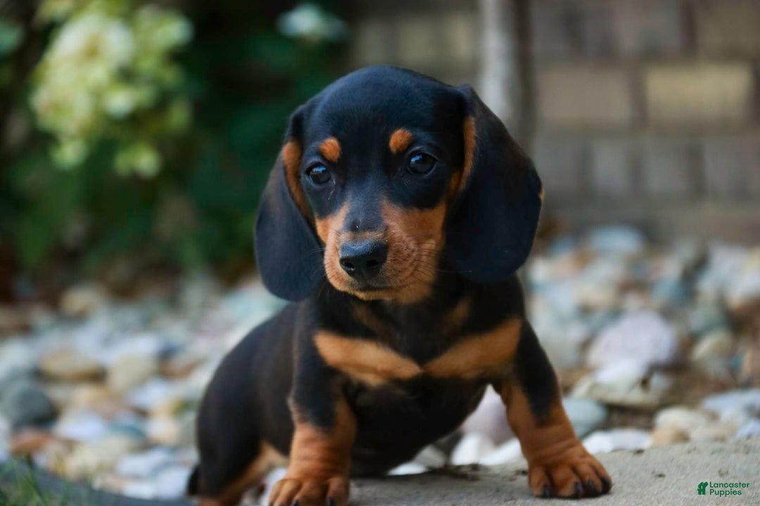 Miniature Dachshund dogs for sale: Heidi - Image 14