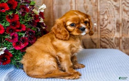 Cavalier King Charles Spaniel dogs for sale: Logan - Image 6