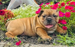 English Bulldog dogs for sale: Andrew - Image 4