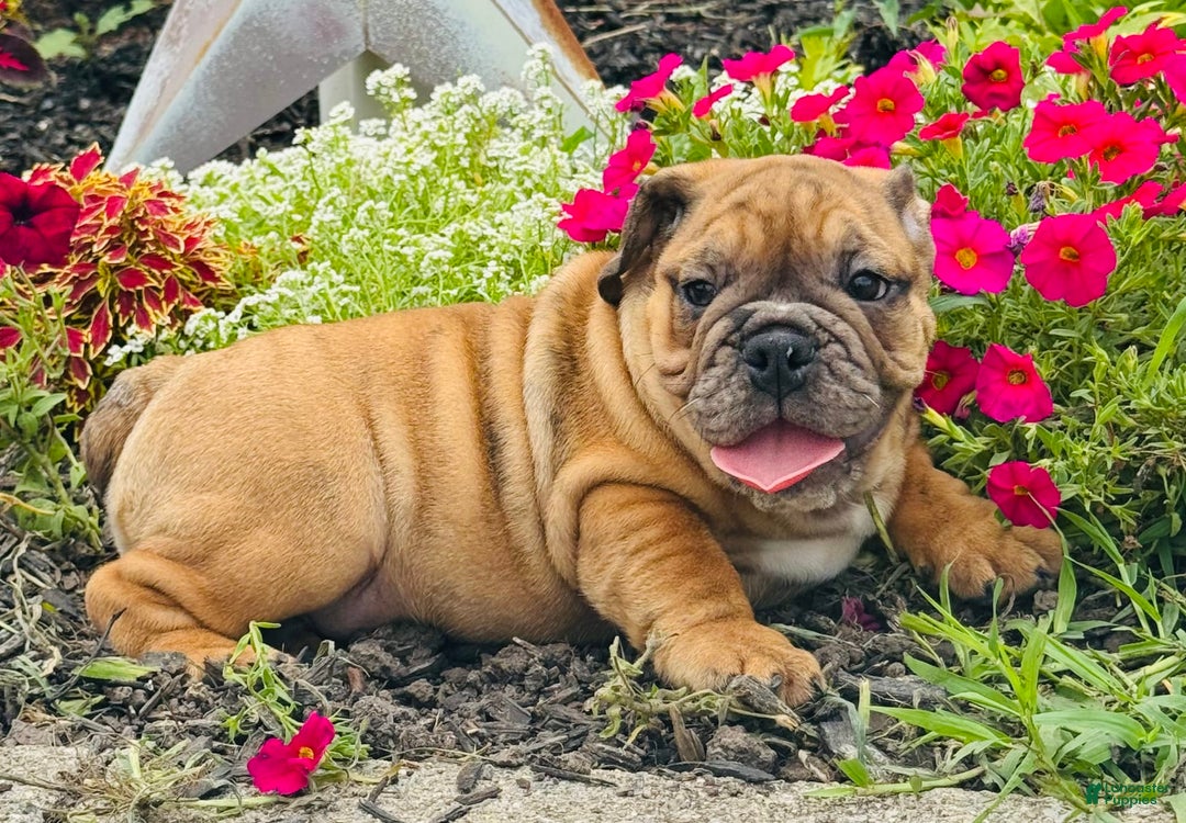 English Bulldog dogs for sale: Andrew - Image 4