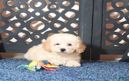 Toy Poodle dogs for sale: Teddy - Image 3