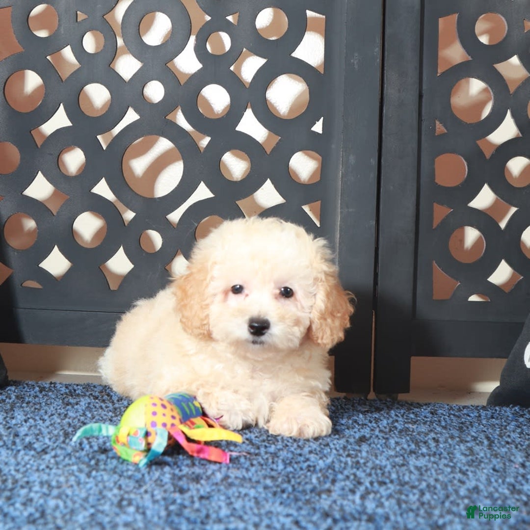 Toy Poodle dogs for sale: Teddy - Image 3