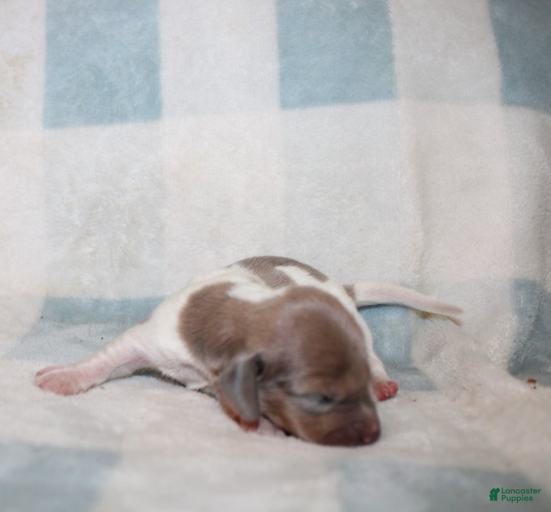 Miniature Dachshund dogs for sale: Maverick - Image 4