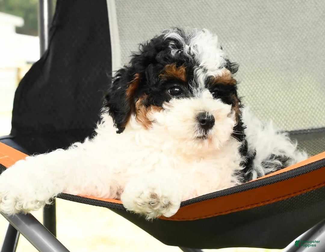 Cavapoo dogs for sale: Alexis - Image 5