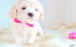 Maltipoo dogs for sale: Princess - Image 3