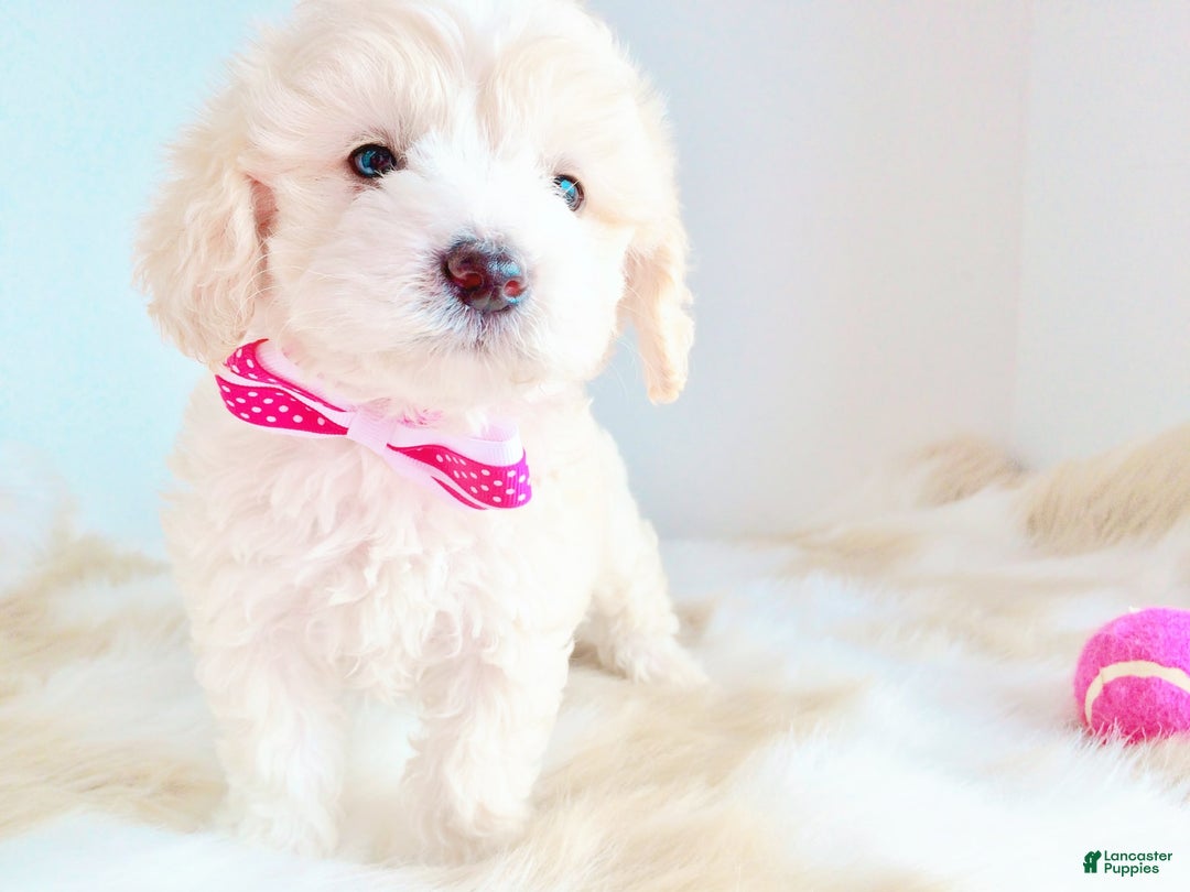 Maltipoo dogs for sale: Princess - Image 3
