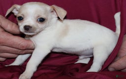 Chihuahua dogs for sale: Ivar - Image 9