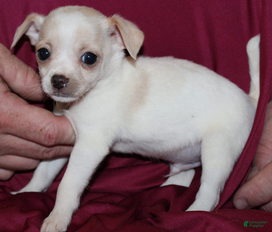 Chihuahua dogs for sale: Ivar - Image 9
