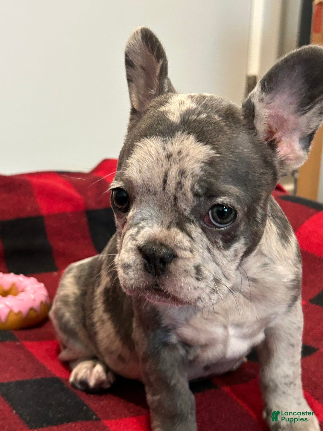 French Bulldog dogs for sale: Chi - Image 2