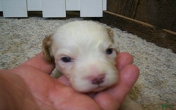 Cavapoo dogs for sale: Sam - Image 6