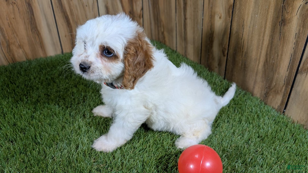 Cavapoo dogs for sale: Fiona Girl 3 - Image 11