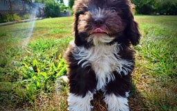Havapoo dogs for sale: Hammie - Image 11