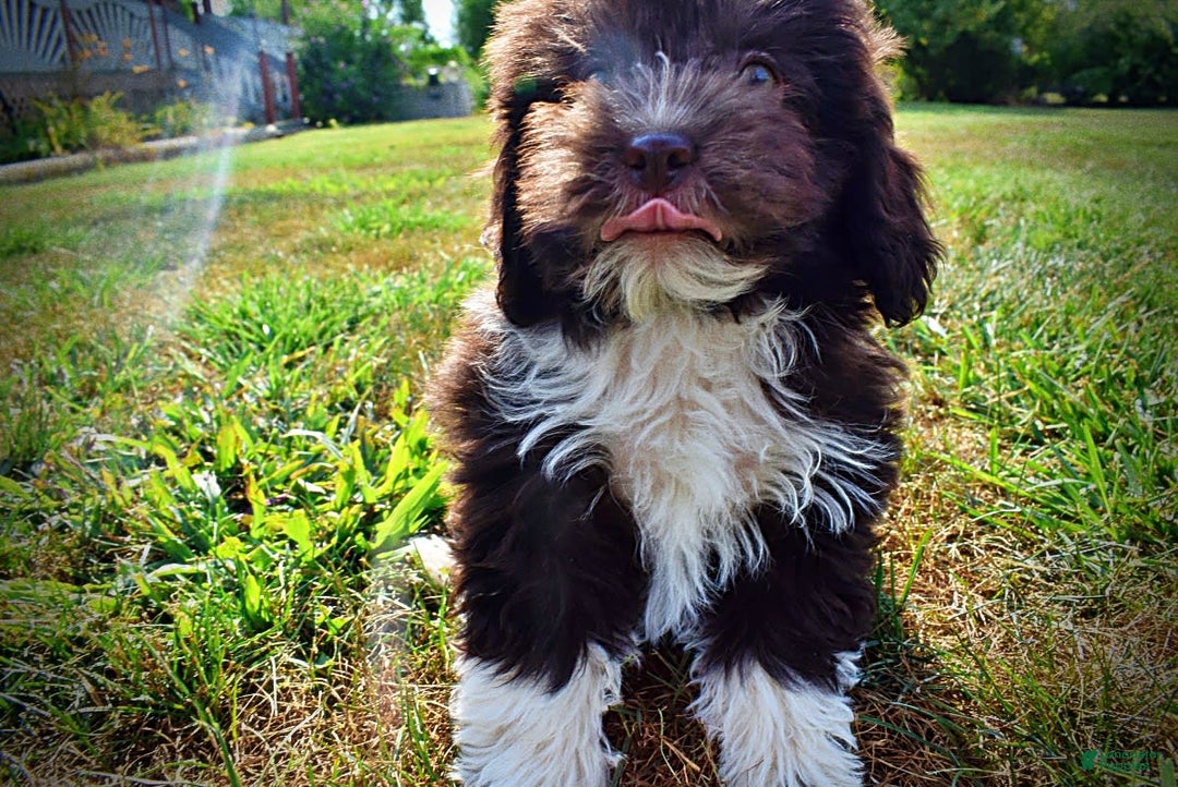 Havapoo dogs for sale: Hammie - Image 11