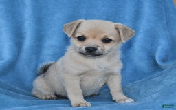Welsh Corgi Pembroke dogs for sale: Welsh Corgi (Pembroke) 7 puppies - Image 1