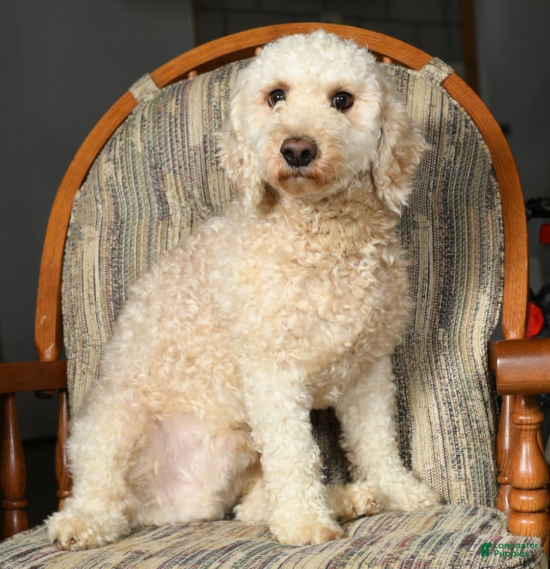 Mini Goldendoodle dogs for sale: Kodak - Image 11