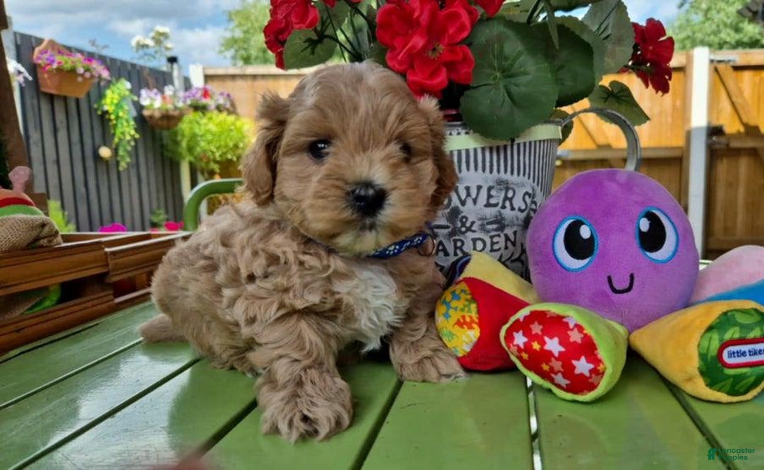 Maltipoo dogs for sale: Paulie - Image 1