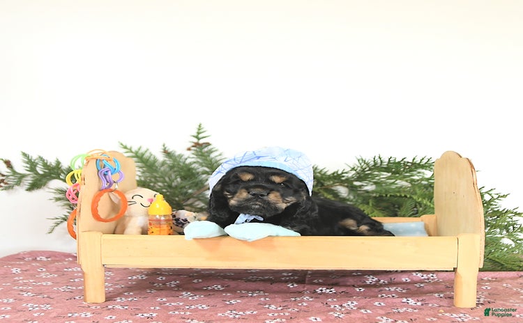 Cocker Spaniel dogs for sale - Ad 4