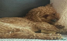 Cavapoo dogs for sale: Daisy - Image 6