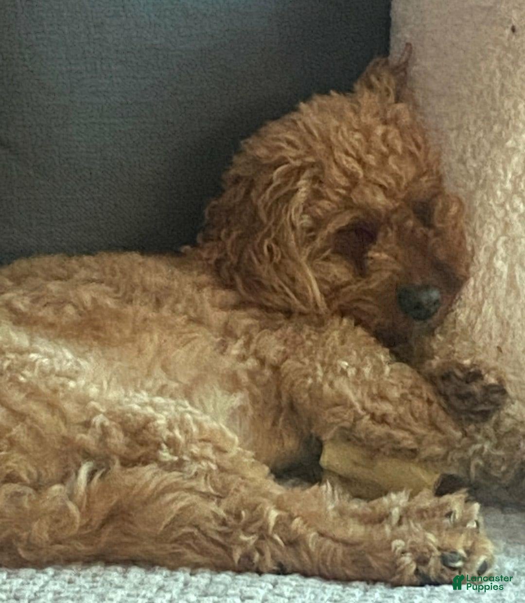 Cavapoo dogs for sale: Daisy - Image 6