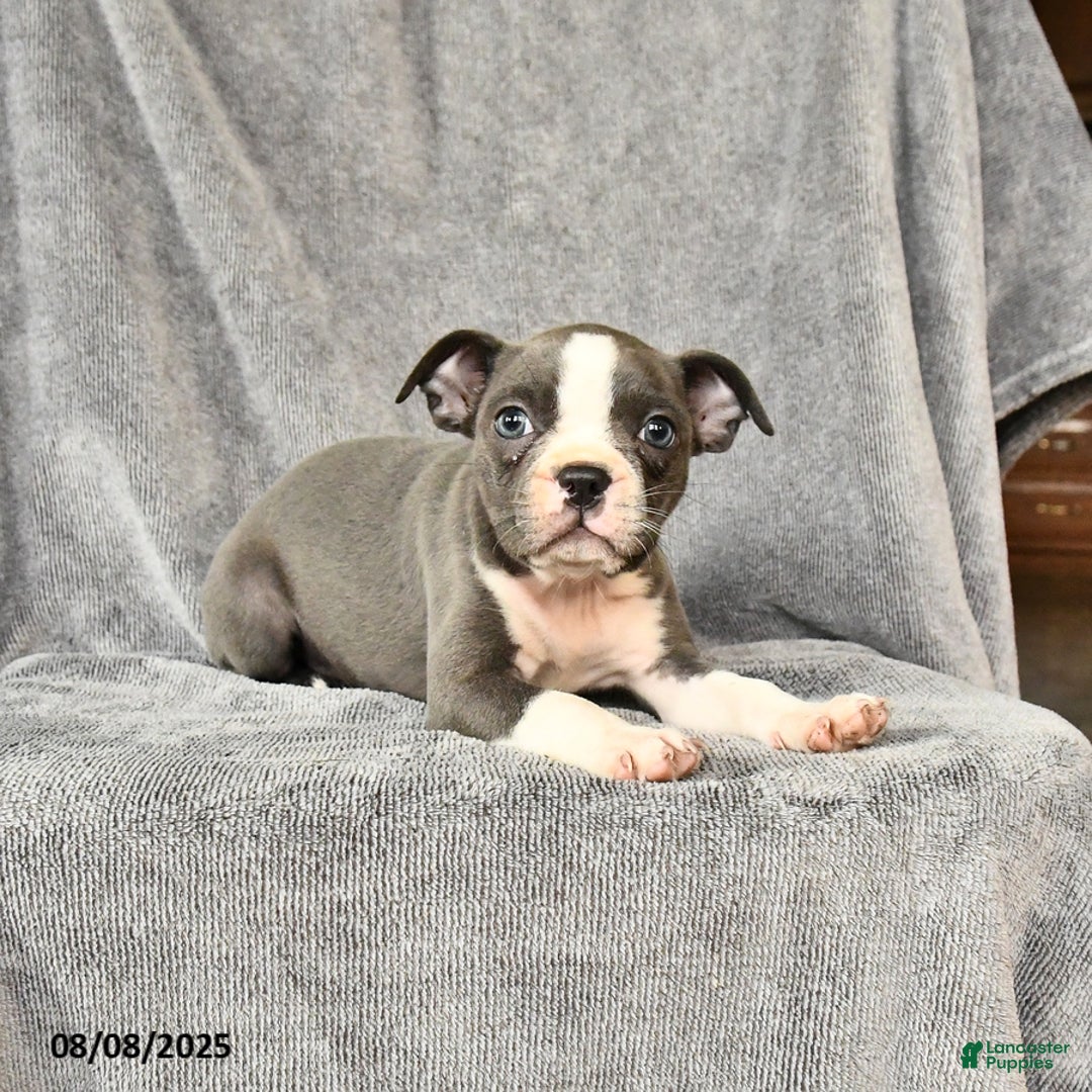 Boston Terrier dogs for sale: Moxie - Image 3