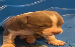 American Bully dogs for sale: Merl - Image 2