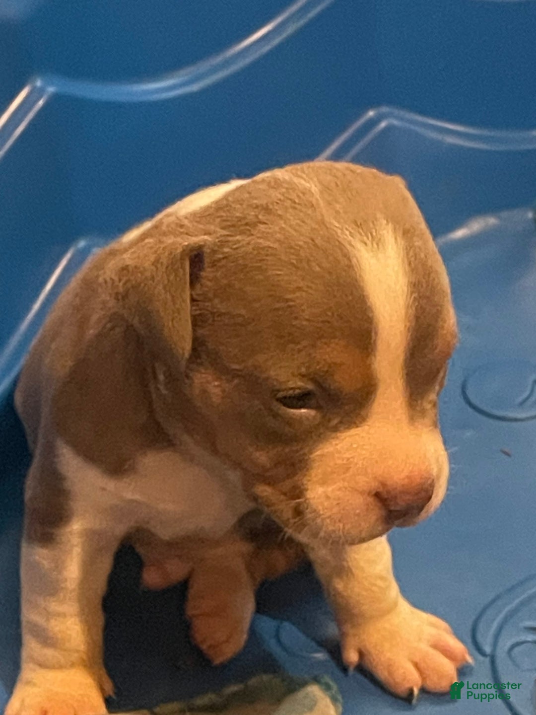 American Bully dogs for sale: Merl - Image 2