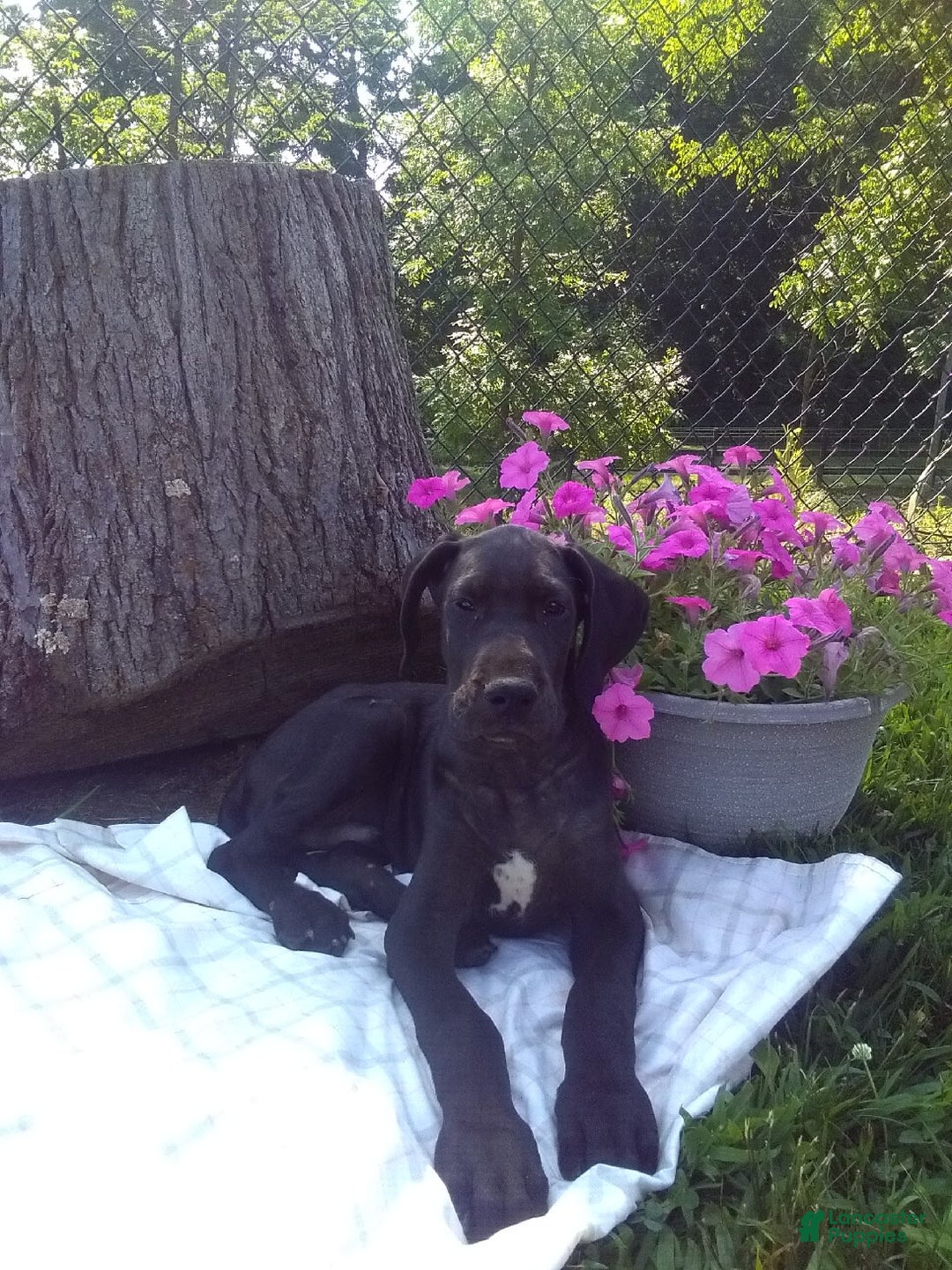Great Dane dogs for sale: Cory - Image 1