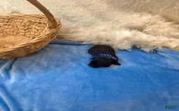 Morkie dogs for sale: Sterling - Image 6