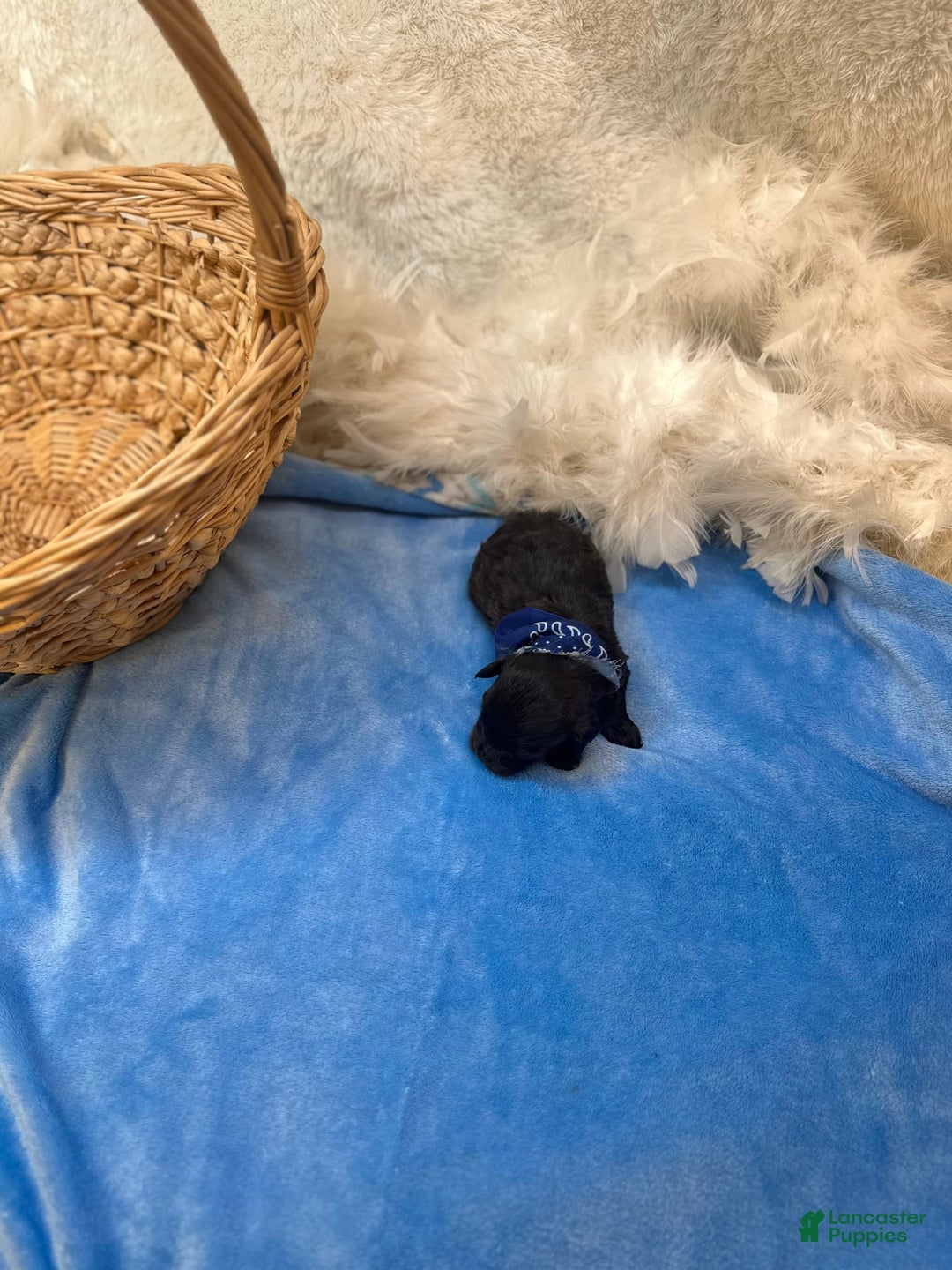 Morkie dogs for sale: Sterling - Image 6