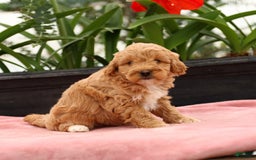 Mini Goldendoodle dogs for sale: Zorro - Image 1