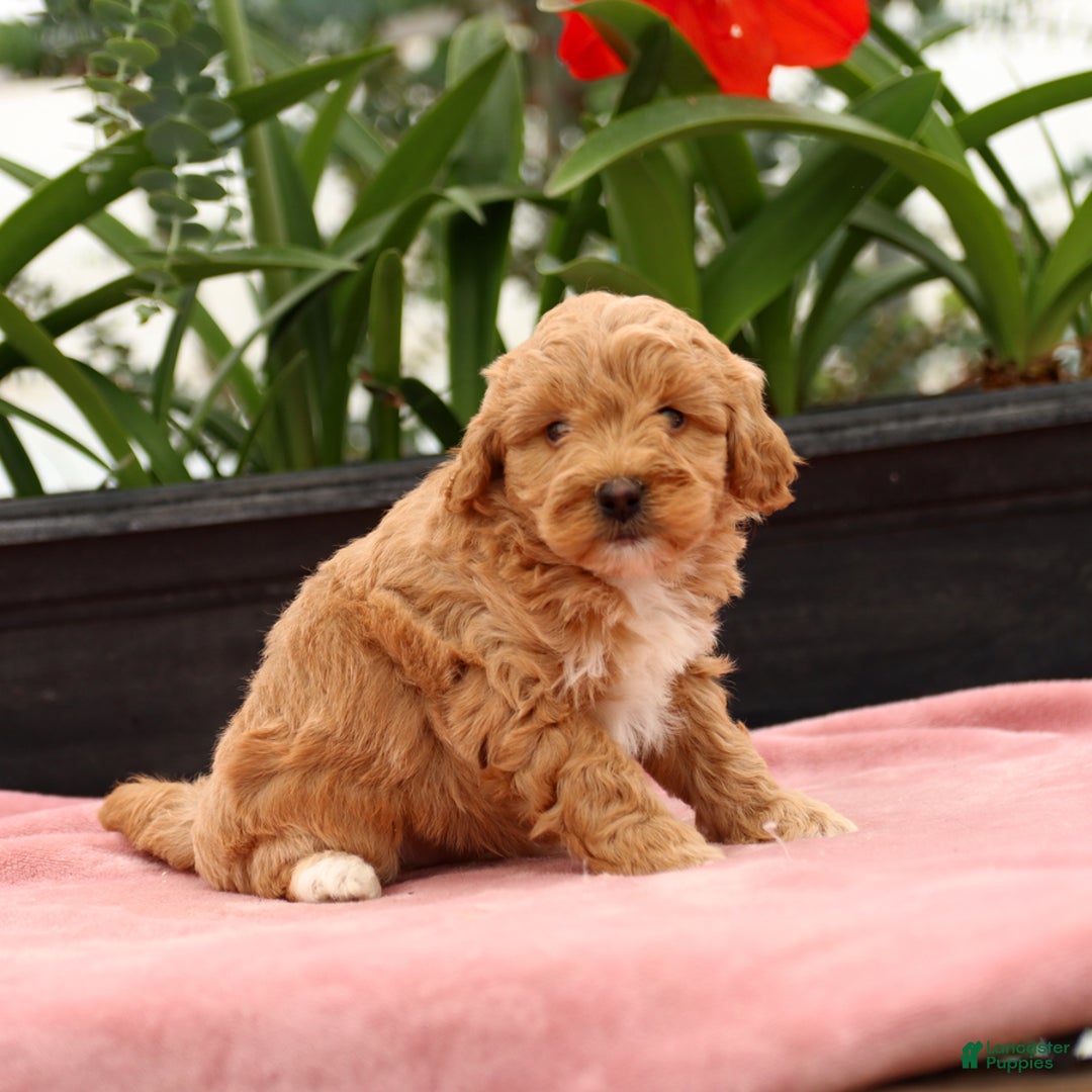 Mini Goldendoodle dogs for sale: Zorro - Image 1