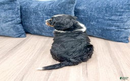 Mini Bernedoodle dogs for sale: Athena - Image 2