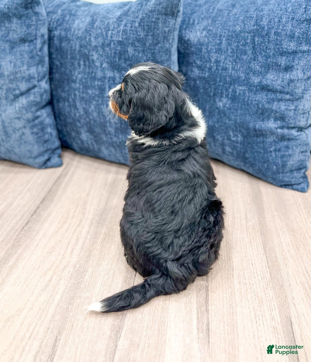 Mini Bernedoodle dogs for sale: Athena - Image 2