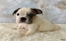 English Bulldog dogs for sale: Shanna - Image 3