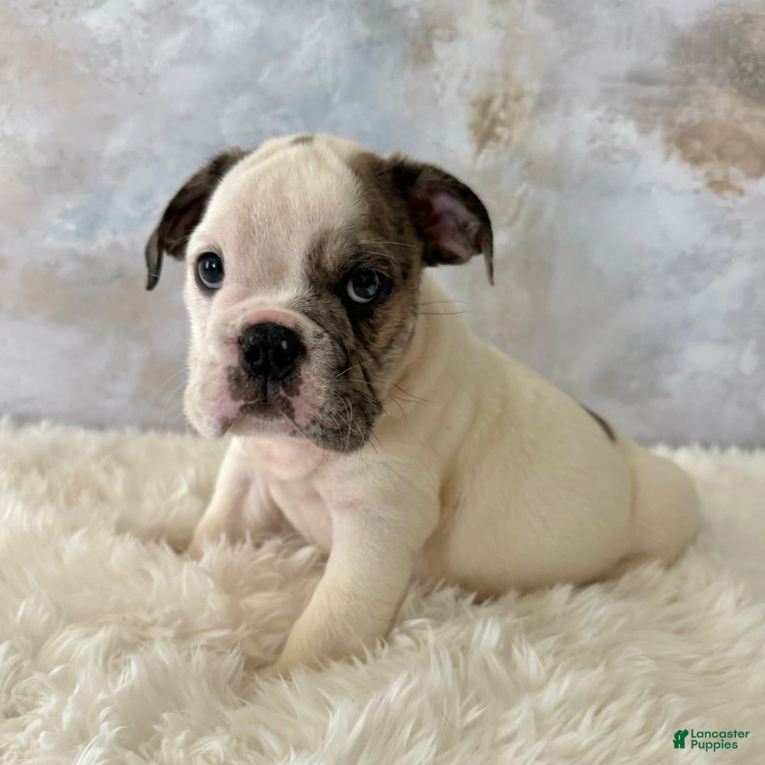 English Bulldog dogs for sale: Shanna - Image 3