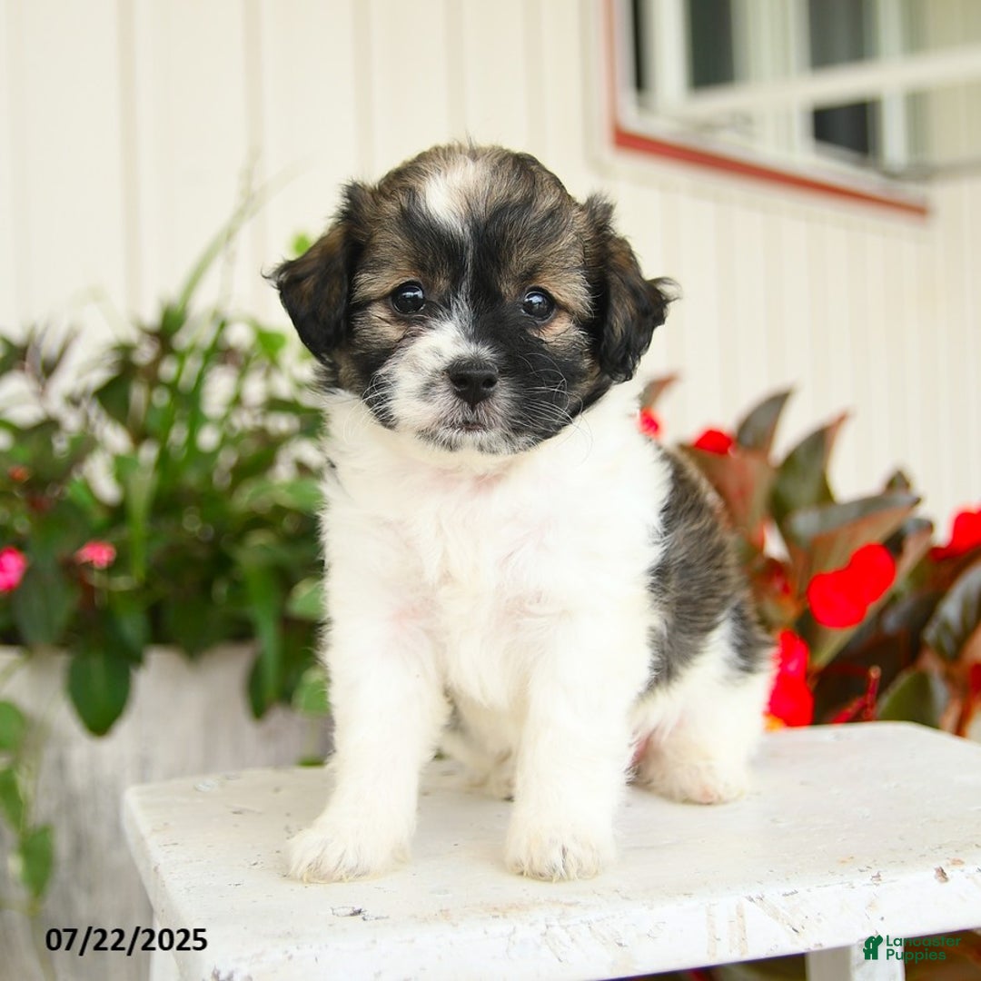 Shihpoo dogs for sale: Chocolate - Image 1