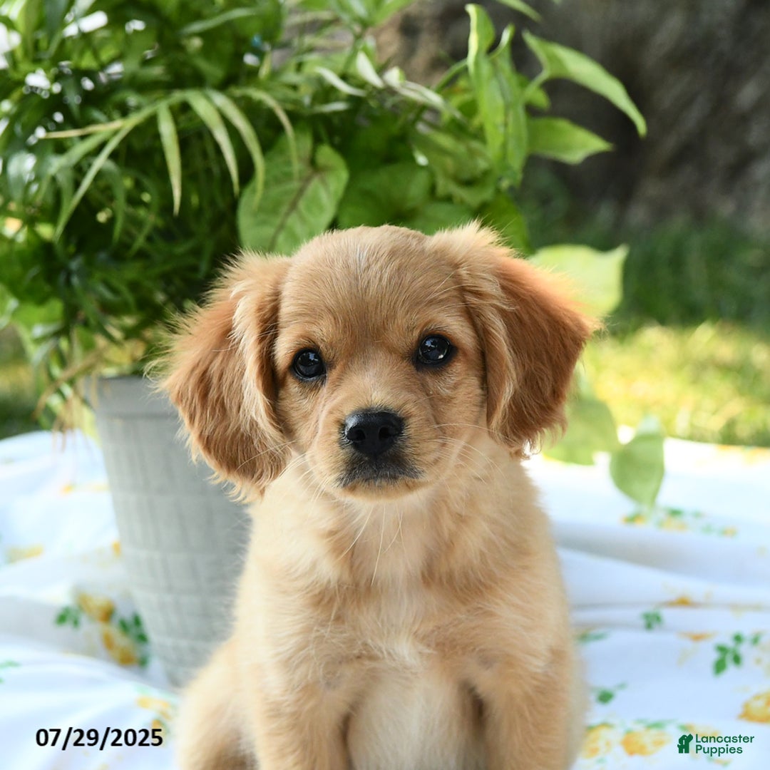 Cavapoo dogs for sale: Charlie - Image 1