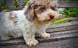Havapoo dogs for sale: Daisy - Image 13