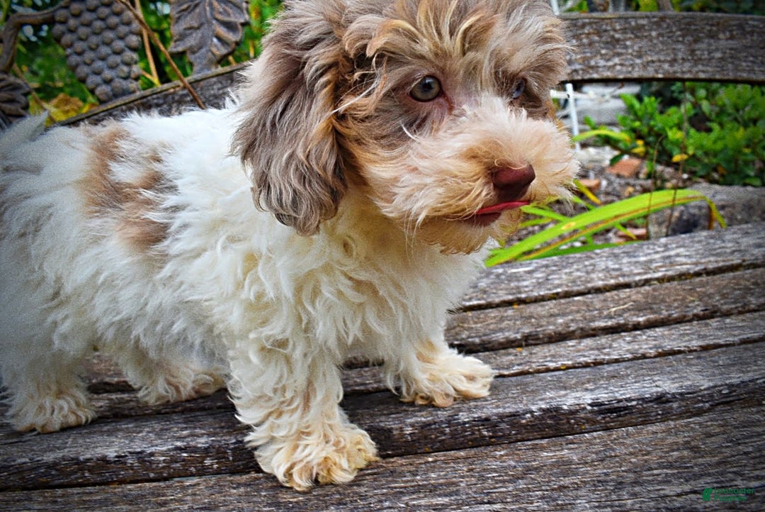 Havapoo dogs for sale: Daisy - Image 13