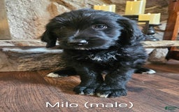 Bernedoodle dogs for sale: Milo - Image 1