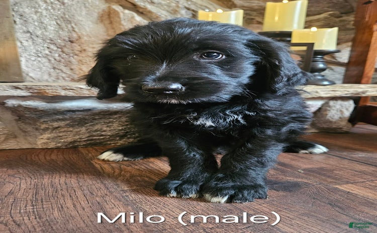 Bernedoodle dogs for sale - Ad 5