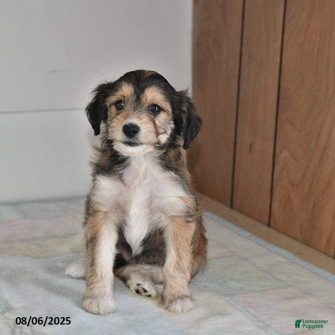 Mini Aussiedoodle dogs for sale: Annie - Image 1