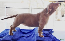 American Bully dogs for sale: Bailey - Image 9