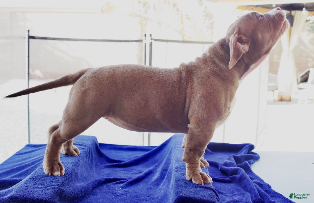 American Bully dogs for sale: Bailey - Image 9
