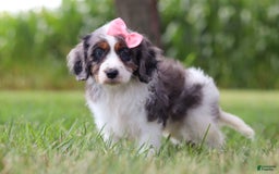 Cavapoo dogs for sale: Grace - Image 4