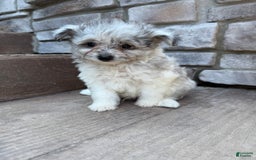 Pomapoo dogs for sale: Mason - Image 17