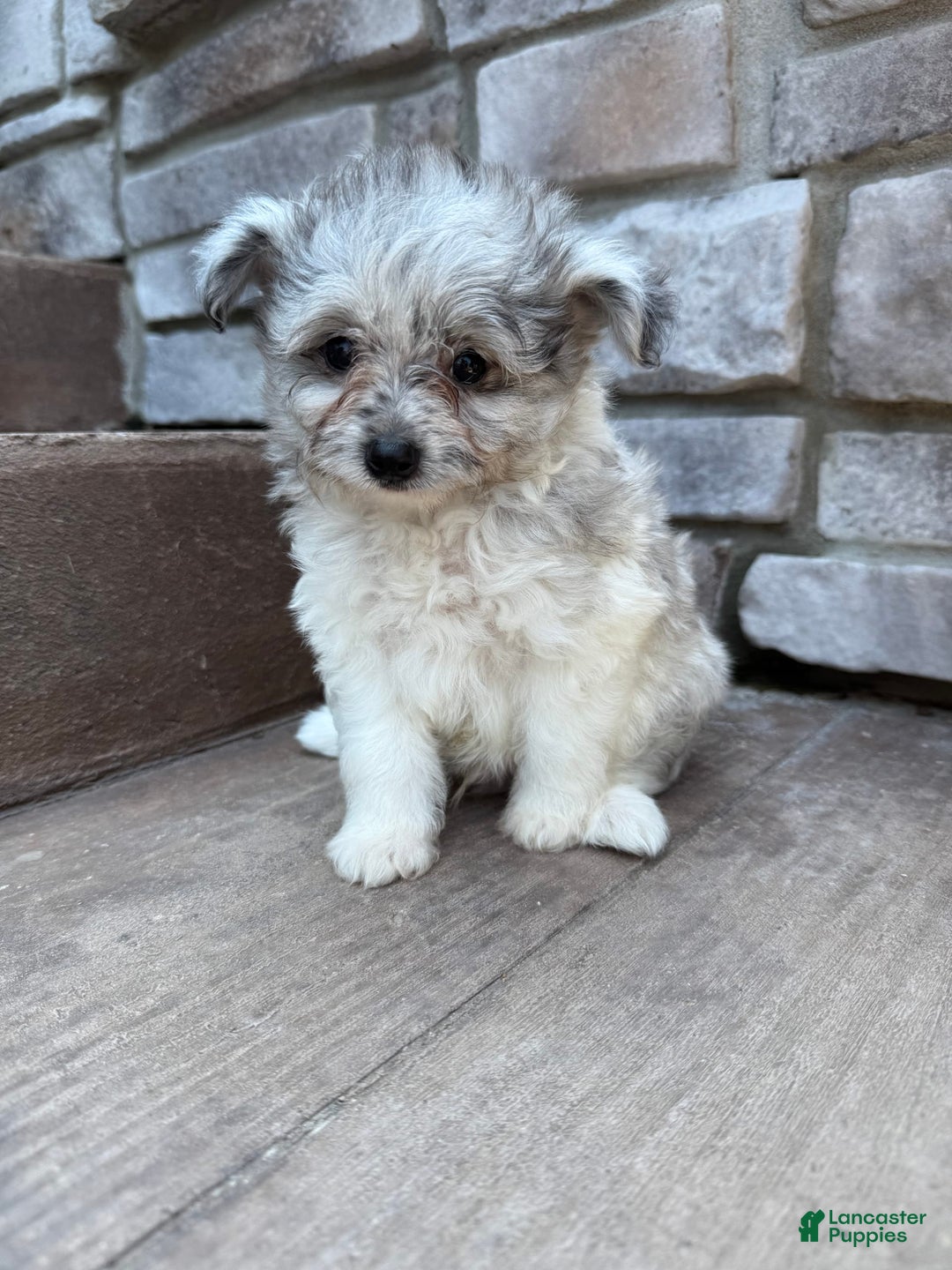 Pomapoo dogs for sale: Mason - Image 17