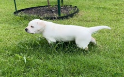 Labrador Retriever dogs for sale: Misty - Image 5